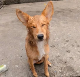 Perro Mestizo encontrado en La Guaira