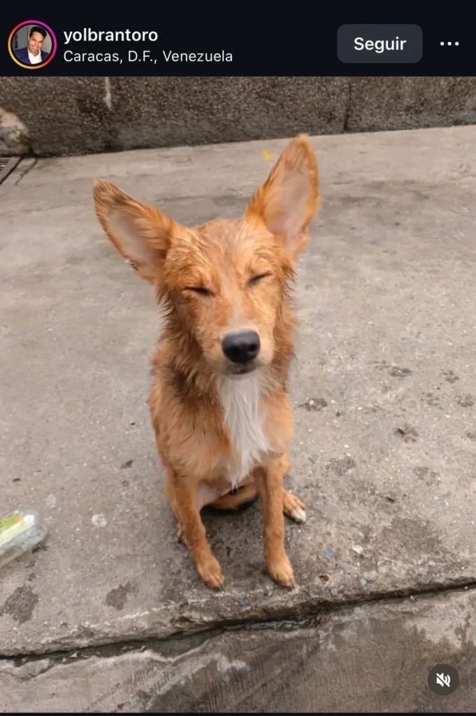 Perro encontrado