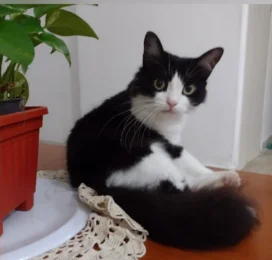 Gato Mestizo perdido en La Guaira