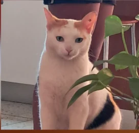 Gato perdido en La Guaira