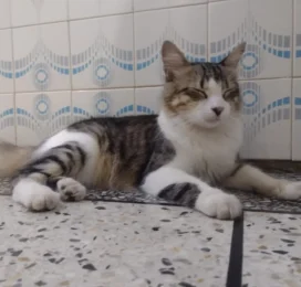 Gato Mestizo perdido en La Guaira