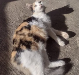 Gato Mestizo perdido en La Guaira