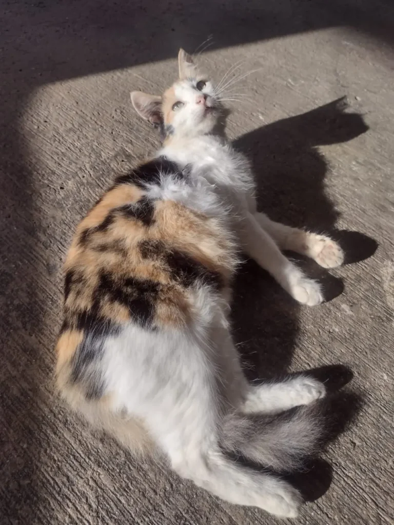 Matilde