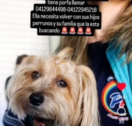 Perro perdido