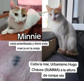 Gato Mestizo perdido en La Guaira