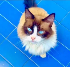 Gato Ragdoll perdido en La Guaira