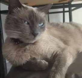 Gato Siamés perdido en Distrito Capital