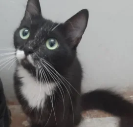 Gato perdido en La Guaira