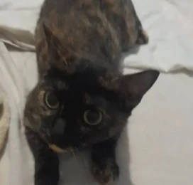 Gato perdido en La Guaira