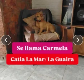 Perro Mestizo perdido en La Guaira