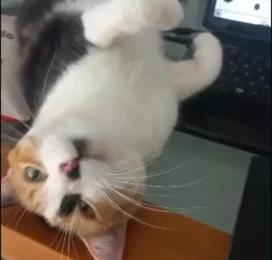 Gato perdido en La Guaira