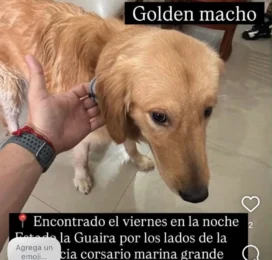 Perro Golden Retriever encontrado en La Guaira