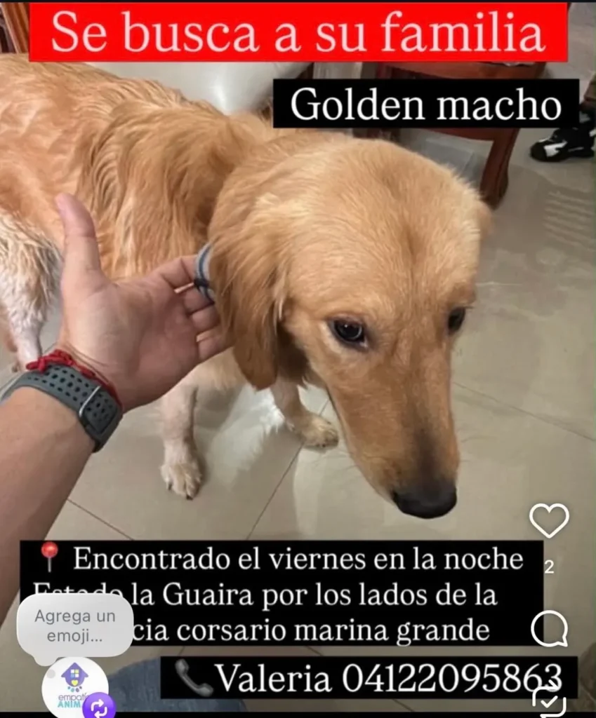 Perro encontrado