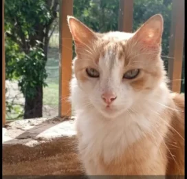 Gato perdido en La Guaira