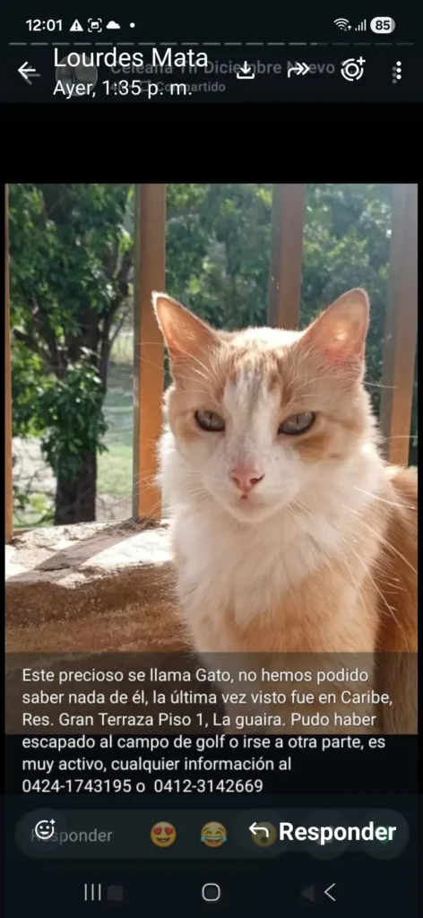 Gato