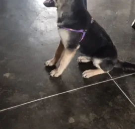 Perro Mestizo perdido en La Guaira