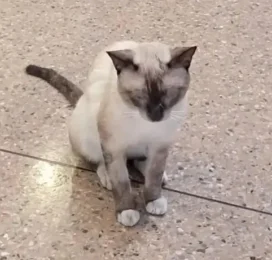 Gato Siamés encontrado en Carabobo