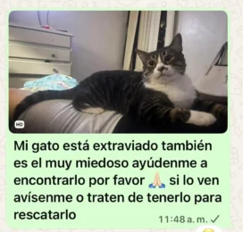 Gato perdido en La Guaira