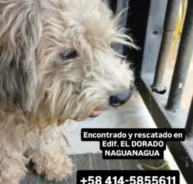 Perro Poodle (Caniche) encontrado en Carabobo