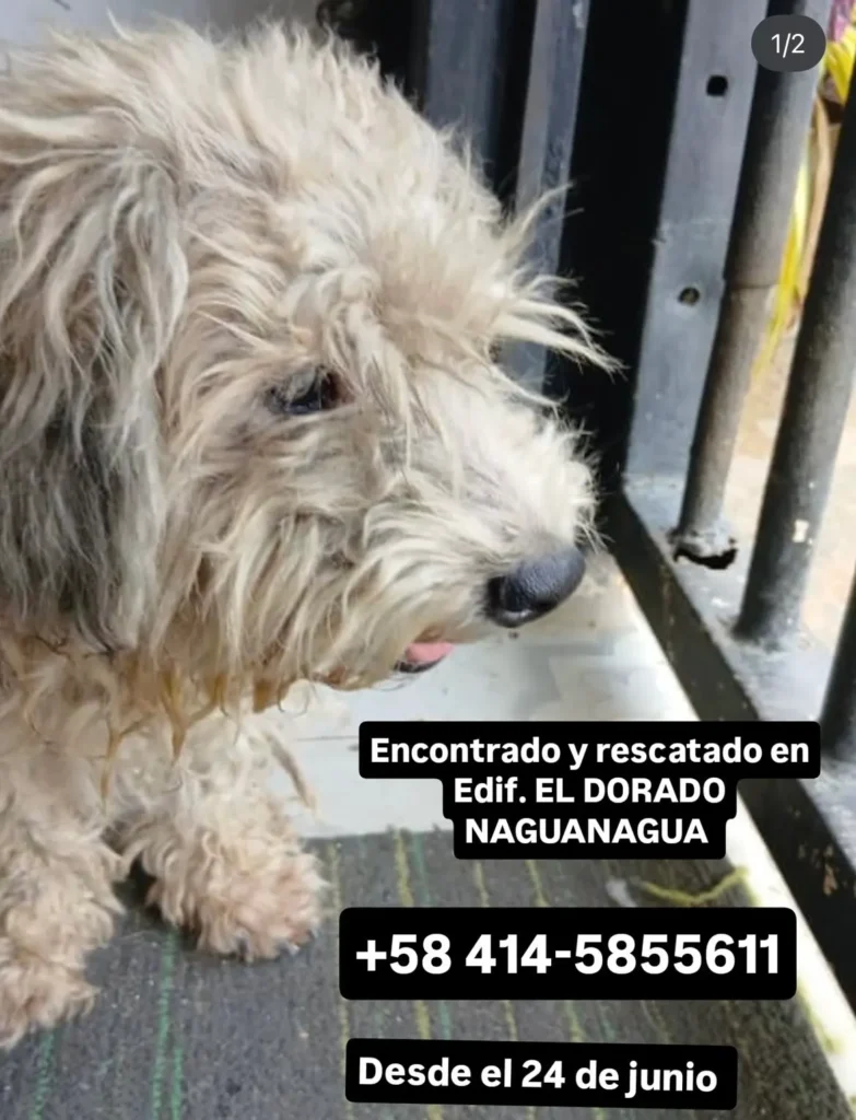 Perro encontrado