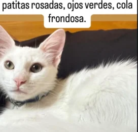 Gato perdido en La Guaira