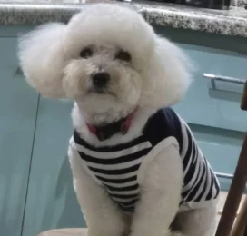 Perro Poodle (Caniche) perdido en La Guaira