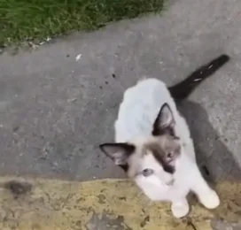 Gato Mestizo encontrado en La Guaira