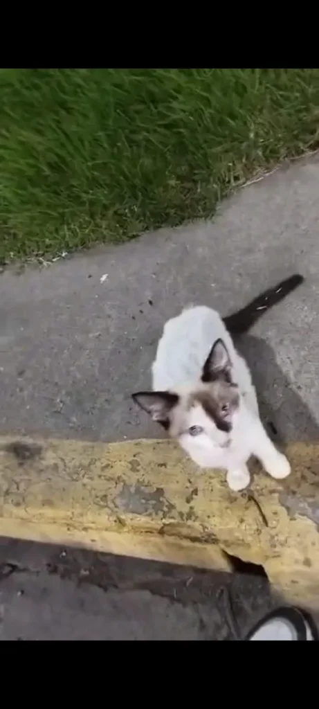 Gato encontrado