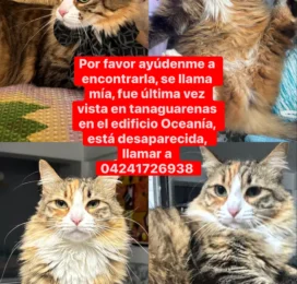Gato Mestizo perdido en La Guaira