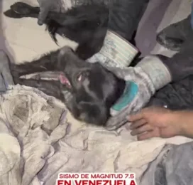 Perro encontrado en La Guaira