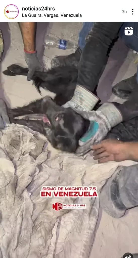 Perro encontrado