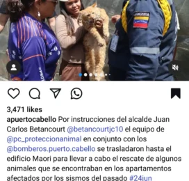 Gato encontrado