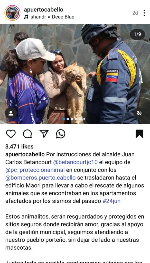 Gato encontrado