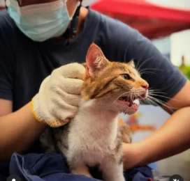 Gato encontrado