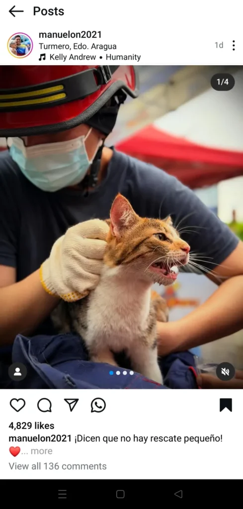 Gato encontrado