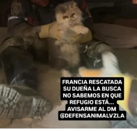 Gato encontrado