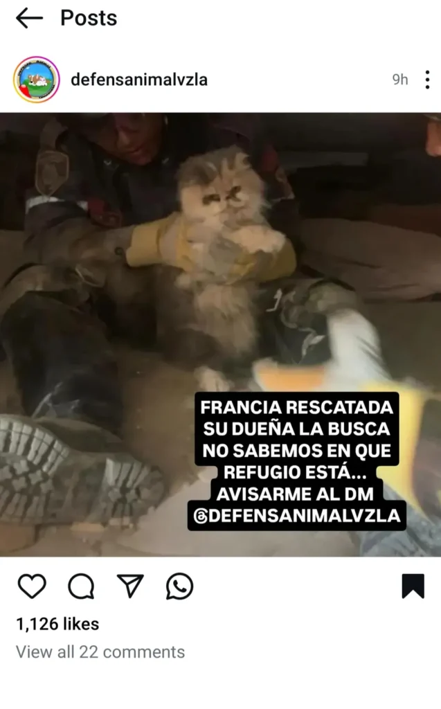 Gato encontrado