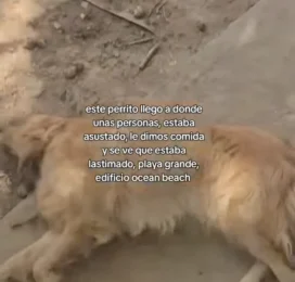 Perro Golden Retriever encontrado en La Guaira