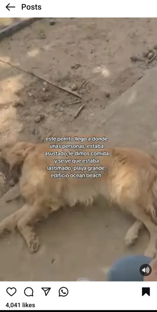 Perro encontrado
