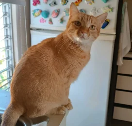 Gato perdido en La Guaira