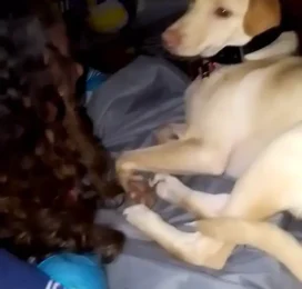 Perro perdido en La Guaira