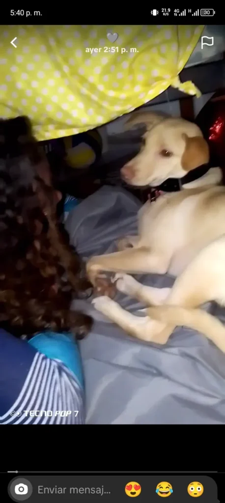 Perro perdido