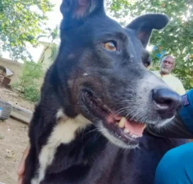 Perro encontrado en La Guaira