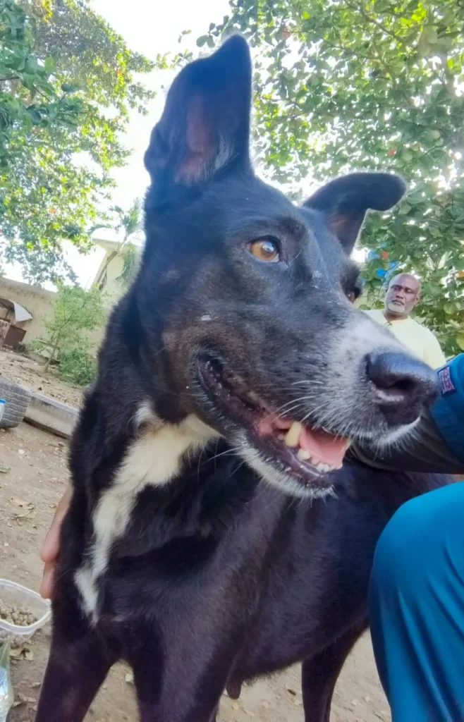 Perro encontrado