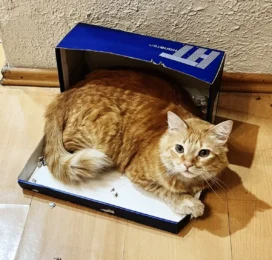 Gato perdido en Distrito Capital