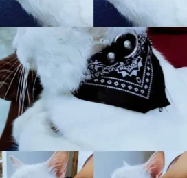 Gato Angora perdido en La Guaira