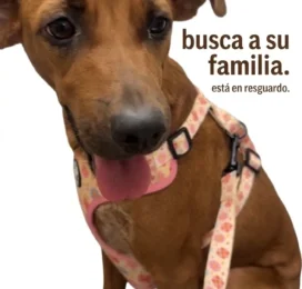 Perro encontrado en Miranda