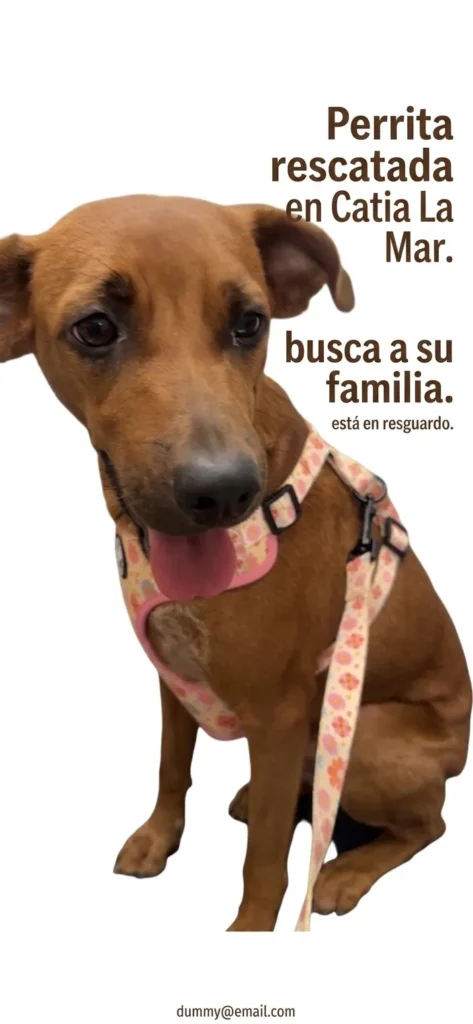 Perrita