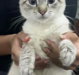 Gato Mestizo perdido en La Guaira