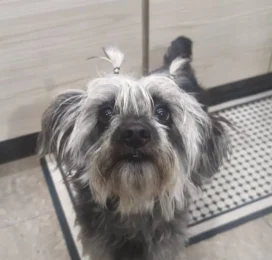 Perro Poodle (Caniche) perdido en La Guaira